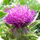 Milk Thistle